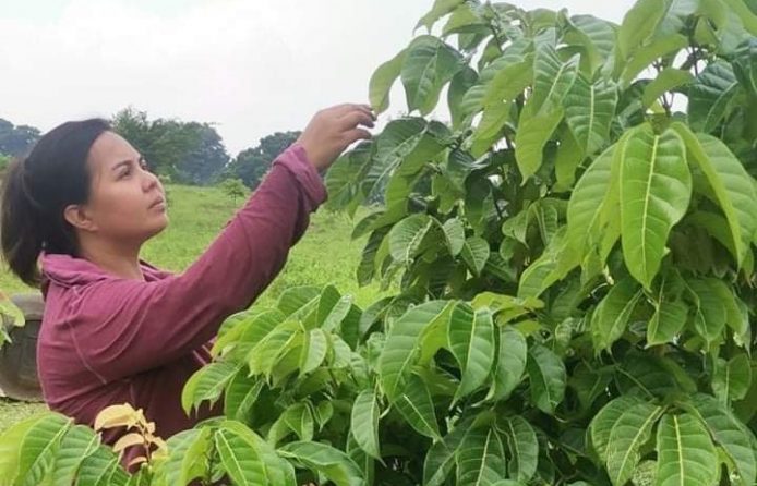Woman pruning harvesting Pili tree